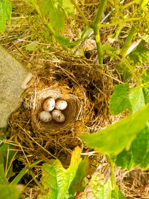 20240618_Nest.JPG (2.92 MiB) 1795 mal betrachtet Nest