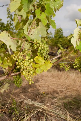 240716-1303_Cabernet Sauvignon Enclos-3.JPG (1.63 MiB) 1509 mal betrachtet Cabernet Sauvignon