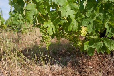 250622-1335_Merlot Condissas.JPG