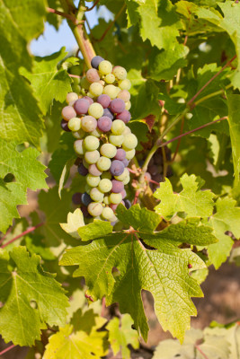 250726-1341_mi véraison-2.JPG