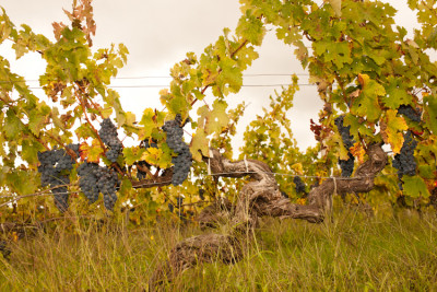 250924-1343_Cabernet Enclos-7.JPG