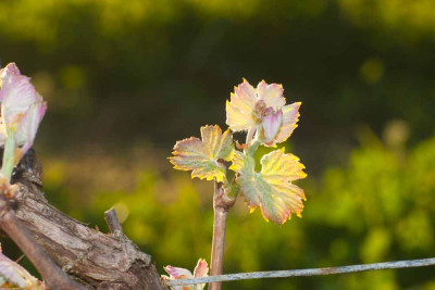 260318-1362_Merlot Austrieb-5.JPG