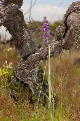 260401-1363_Orchis morio-7.JPG