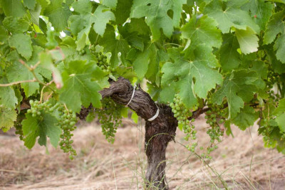 260620-1368_Merlot-3.JPG