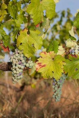 260714-1372_veraison Cabernet-2.JPG