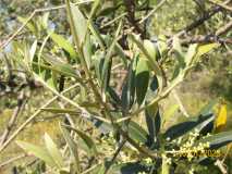 Gratallops - Pflanzen - 3